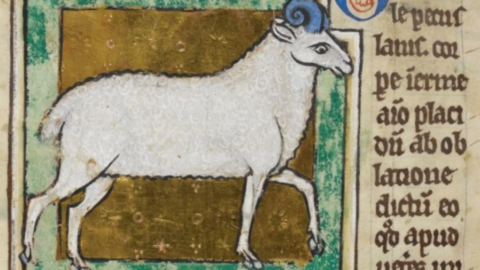 medieval sheep
