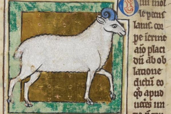 medieval sheep