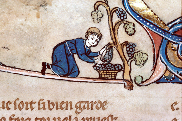 Man harvesting grapes