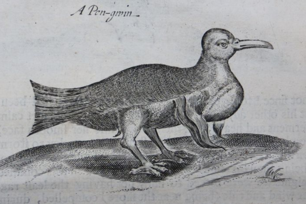 A black and white sketch of a large bird that doesn't look like any similar bird on earth
