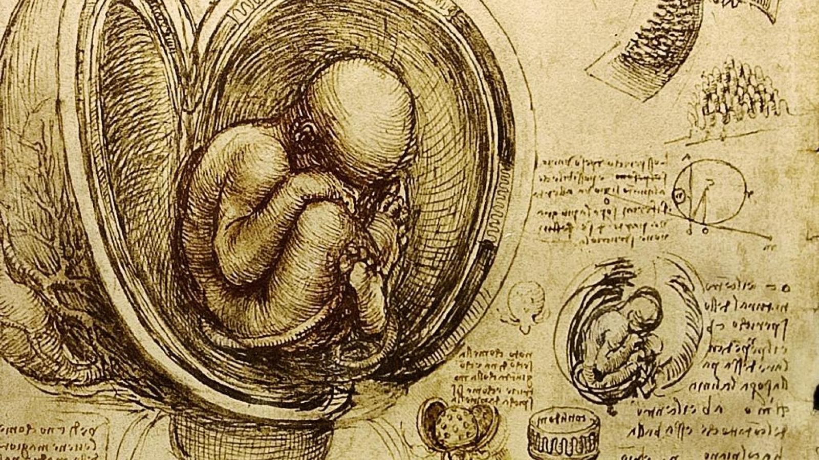 Renaissance Fetus Illustration in jpg format. 